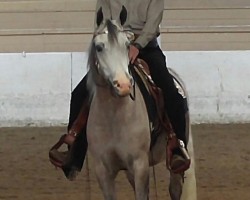 zaiden undersaddle with dale
